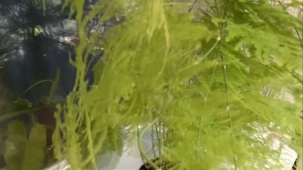 Аспарагус Племхозус Asparagus Plumosu. Почему у Аспарагуса желтеют и опадают листочки.