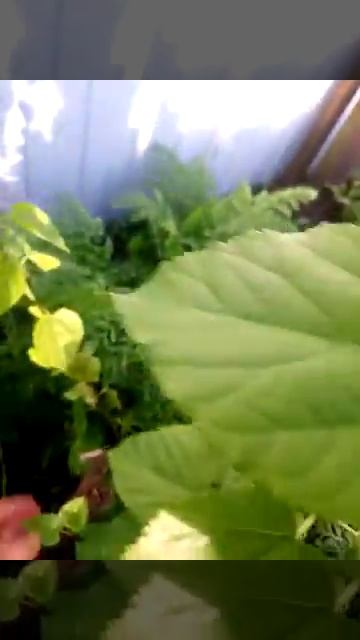 Шелковица дерево первый год смотреть онлайн