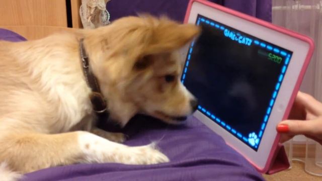 Прикол!Собака играет в планшет смотреть онлайн