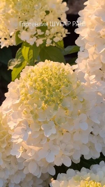 Гортензия Шугар Раш #hydrangea #flowers #гортензия #цветы #шуга?
