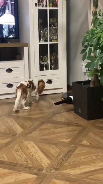 Кавалер боится пылесоса смотреть онлайн