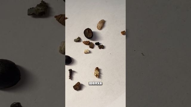 #coffee #кофевзёрнах #обзор #кофемашины #рекомендации #сва смотреть онлайн