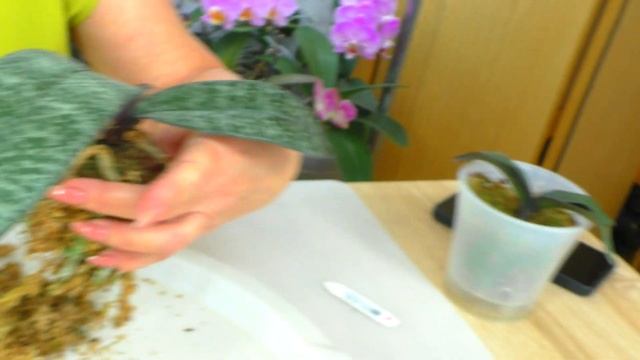 Простая пересадка орхидеи в Живой мох Сфагнум, которы?