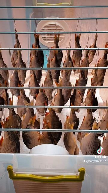 Сушилка для рыбы и мяса #рецепты #carp #carps #рыба #сушилкад смотреть онлайн