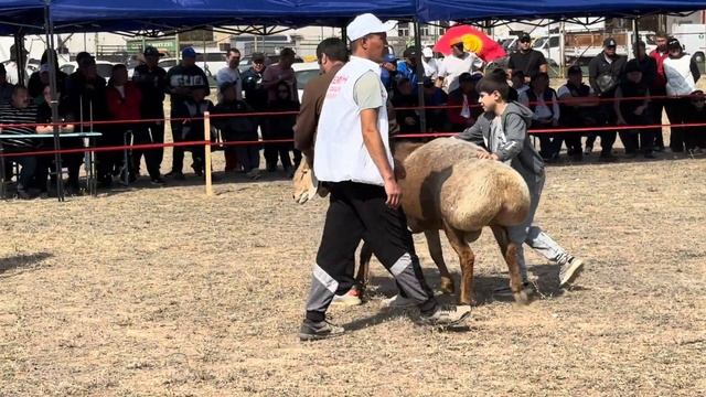 (1827) продолжение Пумба. вес 163 кг. рост 98см смотреть онлайн