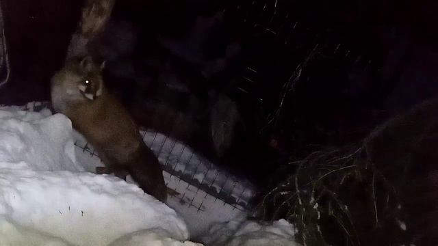 2550. Маркиза - дневник приручения дикой лисы, ест мясо, н смотреть онлайн