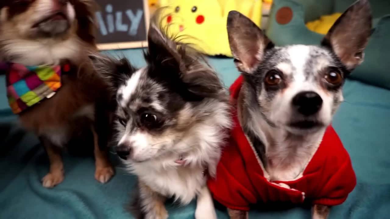 ПАПА ПРОТИВ ЛЮБВИ! 💔😡 Он не разрешает встречаться! смотреть онлайн