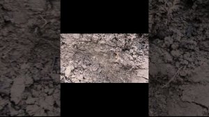 Пересадка взрослой розы