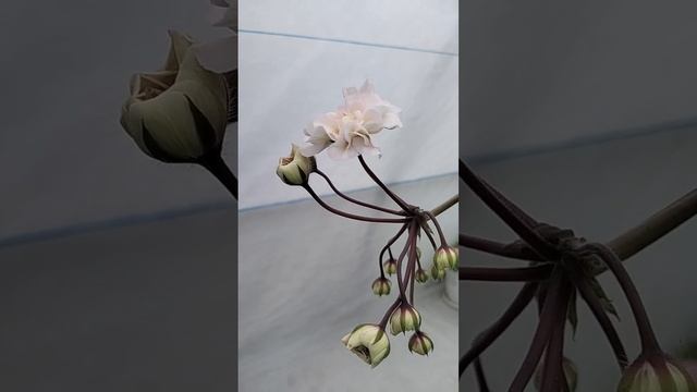 #цветы #новинка #пеларгонии#коллекция смотреть онлайн