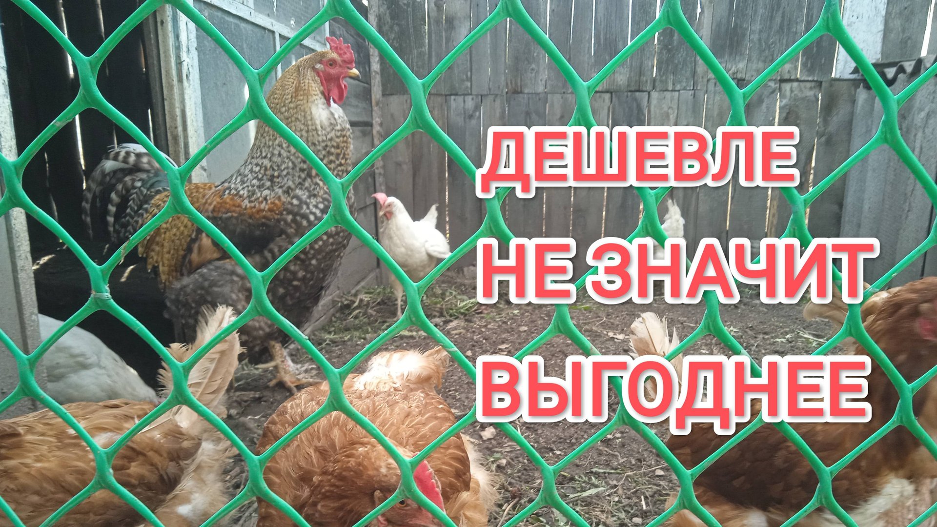 Какое зерно лучше и выгоднее давать курам-несушкам смотреть онлайн