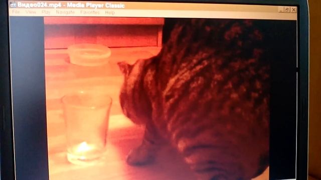 Скоттиш фолд или моя киска!