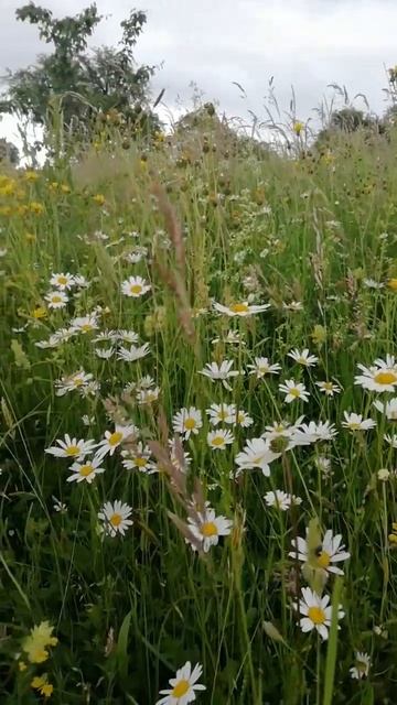 РасТения Лугов - Воооотттт УхТы НивяНик смотреть онлайн