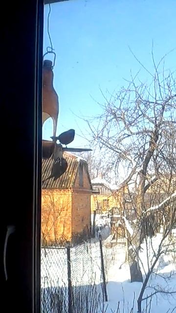 Одна птица спасённая от голода зимой, спасает 10 деревь смотреть онлайн