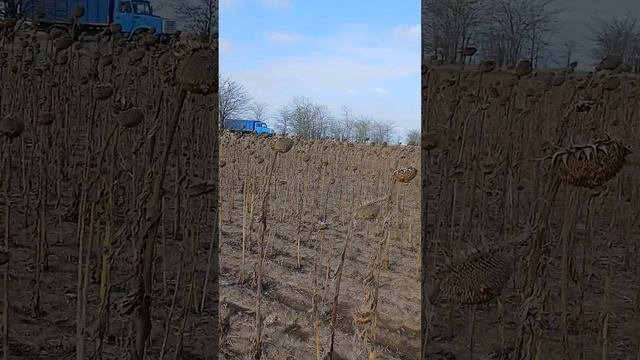 Убираем следующее поле подсолнуха, гибрид ФЛОРИМИС!!! ? смотреть онлайн