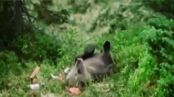 Мишаня!) 🐻🍄