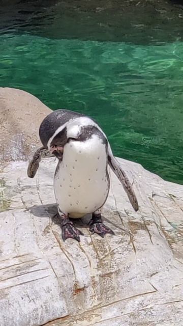 Рост пингвина до 70 см, вес до 7 кг #shorts #пингвины #пингви? смотреть онлайн