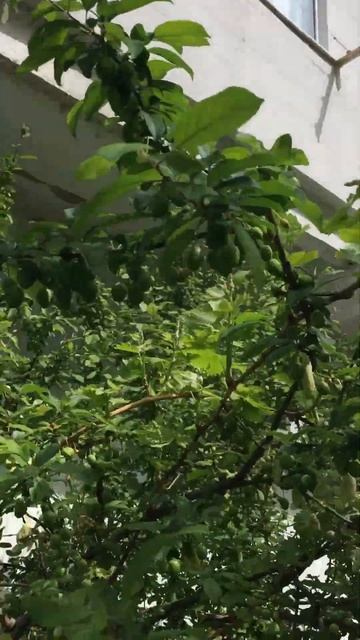 Середина апреля.. СЛИВЫ на деревьях! смотреть онлайн