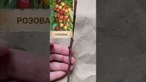 ✨ Саженцы КОЛОНОВИДНОЙ ЧЕРЕШНИ 🍒 сортов ХЕЛЕНА  и РО?