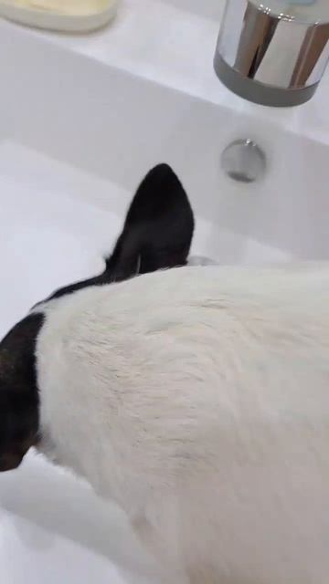 Любимый питомец! 🐕