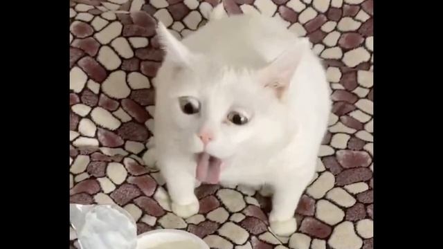 Кот блюёт - Борис Прядко смотреть онлайн