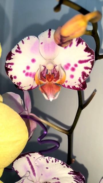 Сочные орхи 🌿#orchid #plants #phalaenopsis #орхидеидома #орхидеяко смотреть онлайн