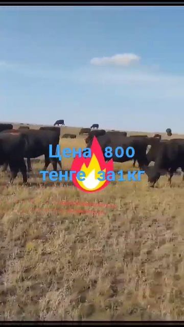 #продам #Астана #коров 400 голов цена 800 тенге за 1кг живо? смотреть онлайн