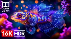Демонстрация коралловых рифов в OLED HDR 16K Ultra HD Dolby Vision™ 60 кадров/с