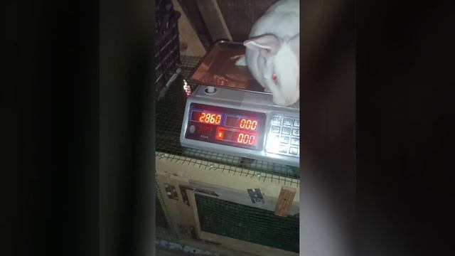 Вес хиколя и бургунских кролика 75 дней.вазни харгуши х смотреть онлайн