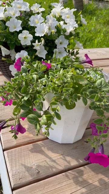 Радуют меня мои цветочки🌼 Делюсь с вами ❤️ #дача #пет смотреть онлайн