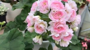 Пеларгония. ЮВ Звезда Водолея. ТА Эммануэль.