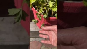 Пеларгонии в апреле и минусовая температура.