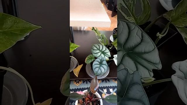 Последний день растений на балконе. осень 2024 смотреть онлайн