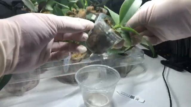 Orchid Watering Tips/Как правильно поливать орхидеи #orchids #orchidwate смотреть онлайн