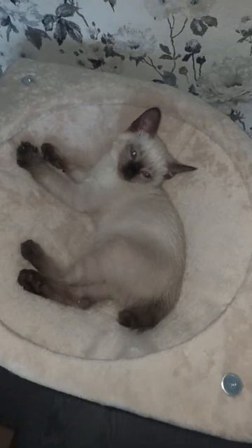 Феня #голубыеглаза #меконгскийбобтейл #приколысживот? смотреть онлайн