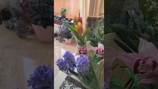 Царство зелени - зелёный борщ и зелёный горошек. смотреть онлайн