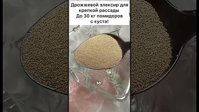 Дрожжевой элексир для крепкой рассады До 30 кг ! #лайфха смотреть онлайн