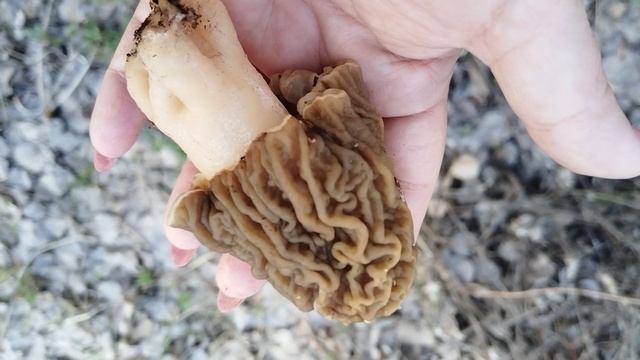 Сезон сморчковой шапочки 2025. #mushroom #грибы #сморчковаяшапочка #сморчки #грибнойсезон