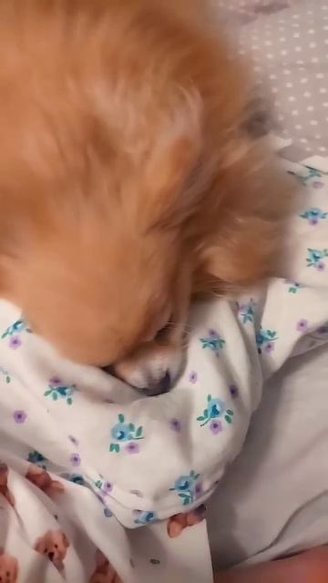 Жаль правда мясорубка не работает🐶🥀🌸 смотреть онлайн