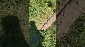 способ посадки огурцов спасший семена от медведки июл