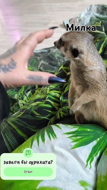 Сурикаты дома#животные #экзотика#ковчег Каффы#милые #м смотреть онлайн