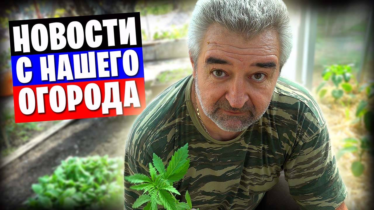 Киножурнал "Земля и глина" / Огород, теплица, кошки и о других делах немножко... смотреть онлайн