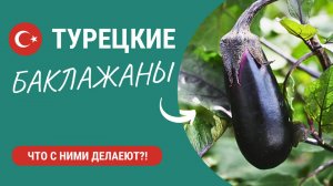 Что они с ними делают?! Турецкие баклажаны