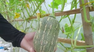 Как вырастить тыкву от А до Я