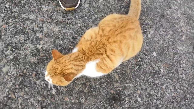Поздоровался с котом! смотреть онлайн