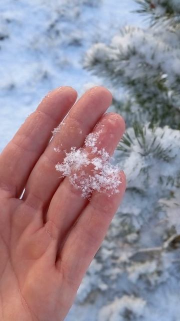 Little fir. Ёлочка, расти в лесу 🌲 смотреть онлайн