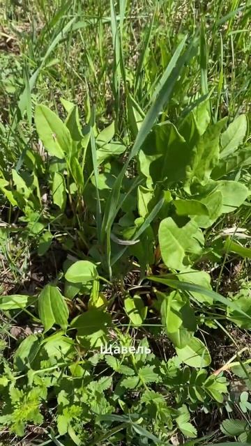 Она ест все, что растет под НОГАМИ😮…………………………..Н смотреть онлайн