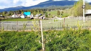 состояние сада после градового шторма 12 мая