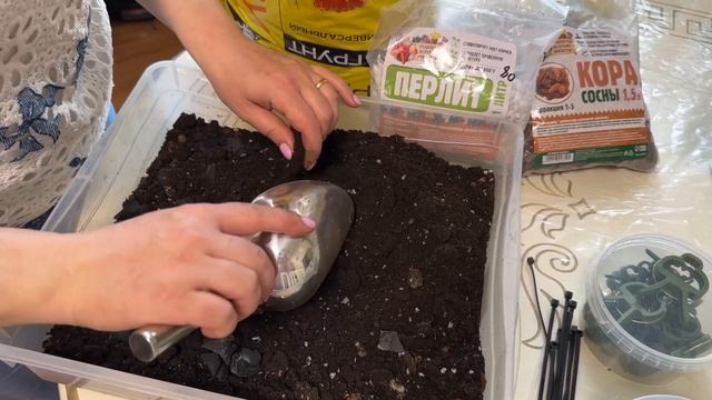 Самая большая пересадка Пересадка Монстеры