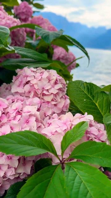 #switzerland #hydrangea#macrophylla#hortensia#гортензия#garden#гортензія#flowers# смотреть онлайн