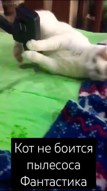 Кот Семеныч ♥️ пылесос🐱🐈funny animals 2012-2024 смотреть онлайн